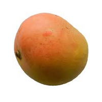 MANGO KENSINGTON PRIDE