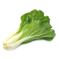 CHOY BOK