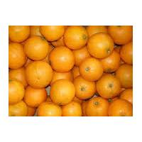 ORANGES VALENCIA JUICING