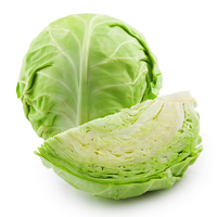 CABBAGE GREEN