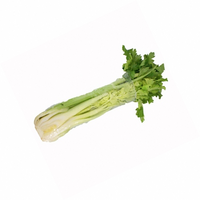 CELERY