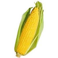 CORN COBS
