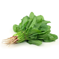 ENGLISH SPINACH
