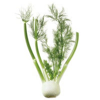 FENNEL