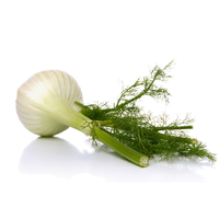 FENNEL BULB