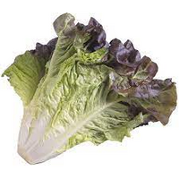 LETTUCE COS RED