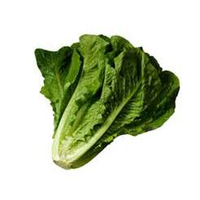 LETTUCE COS - MINI