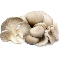 MUSHROOMS OYSTER