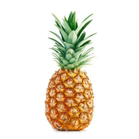 PINEAPPLE med/SMALL