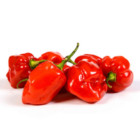 CHILLIES HABANERO RED CERTIFIED ACO QLD