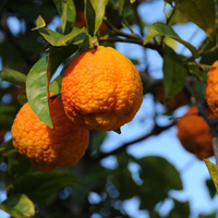 LEMONS - BUSH