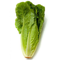 LETTUCE COS
