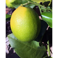 LEMONS EUREKA