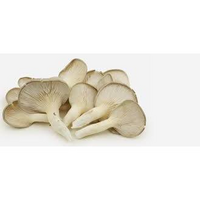 MUSHROOMS OYSTER YELLOW