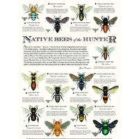BEE POSTER OF HUNTER