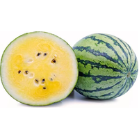 WATERMELON YELLOW WHOLE SXC 25098